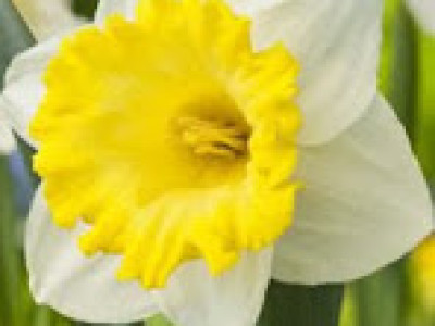   Нарцис (Narcissus) Finland
